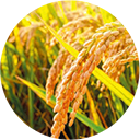 ���������R���E�R���k�J�G�L�X