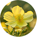 メマツヨイグサ種子エキス