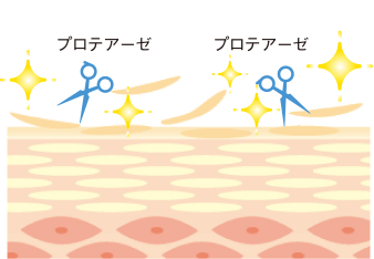 フェイシャリスト ファーメントパウダーa│【公式】シーボン（C'BON